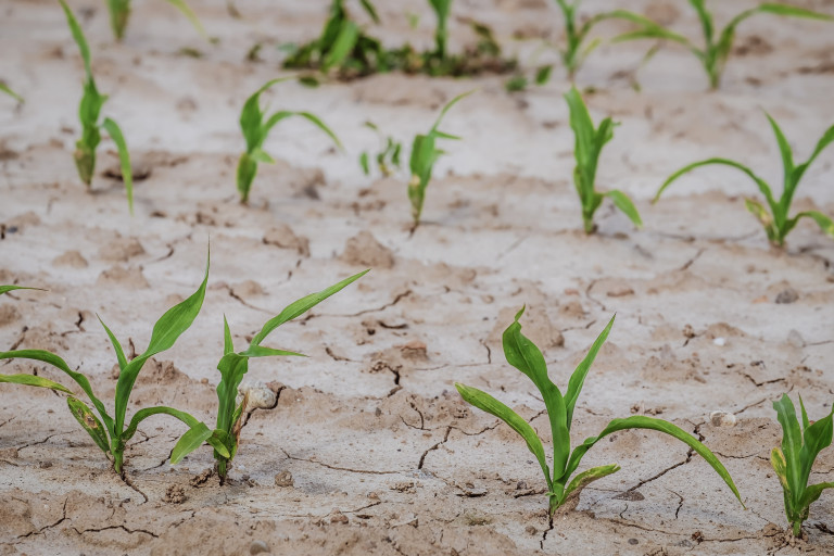 Landwirtschaft schützen: gegen Dürre vorgehen